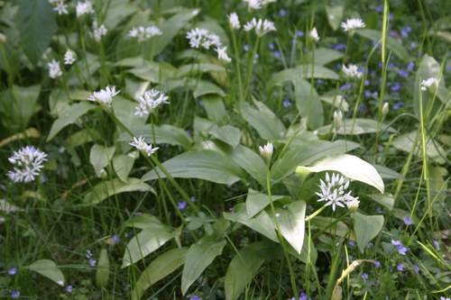 Bärlauch (Allium ursinum)