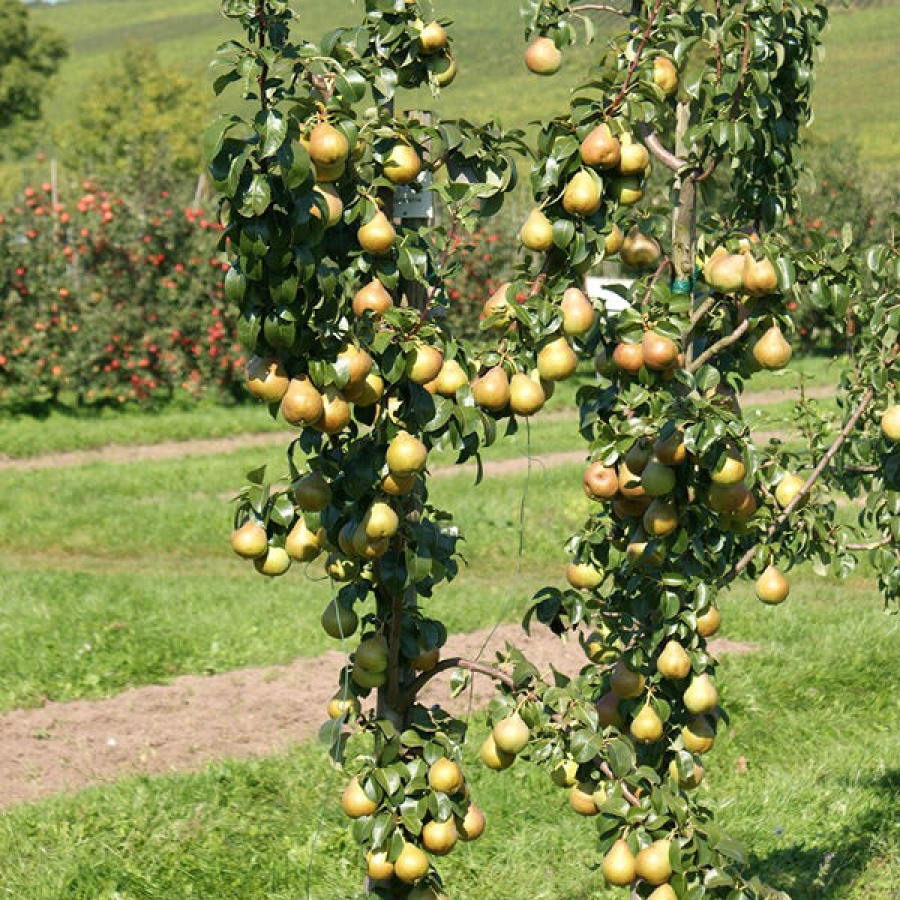 Birne in Säulenform