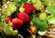 Erdbeer-Aroma konservieren