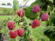 Aromatische Himbeeren – auch auf schweren Böden