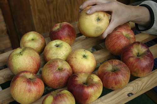 Obstlager kontrollieren