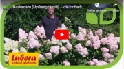 Gartenvideo des Monats - Oktober&#039;19