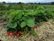 Erdbeeren auf Dämmen