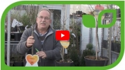 Gartenvideo des Monats - April &#039;18