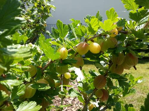 Grünpflücke bei Stachelbeeren