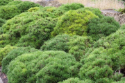 Hexenbesen im Steingarten