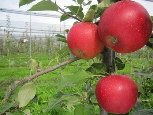 Geschmackvoller Apfel für Biogärten