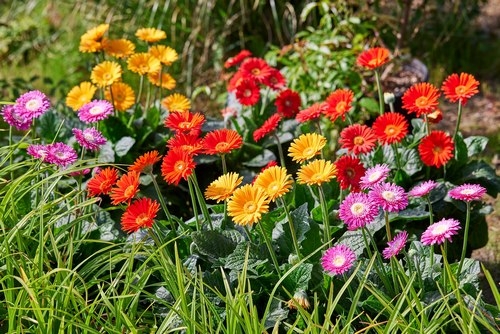 Gerbera für den Garten?!