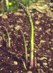 Pflanzzeit für Spargel