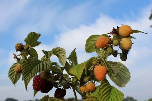 Beeren im Duett