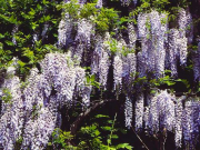 Blauregen: Viel Schnitt, viel Flor