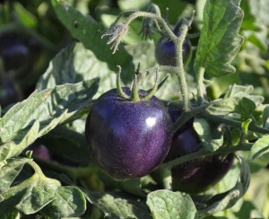 Ohne Gentechnik:  Schwarze Tomaten mit Antioxidantien