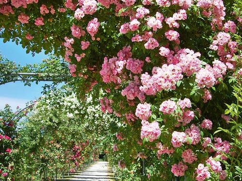 Botschafter der Gartenkultur am Bodensee gesucht