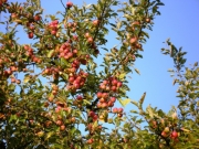 Streuobstsorte des Jahres Baden-Württemberg: Börtlinger Weinapfel