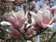 Magnolia × soulangeana &#039;Amabilis&#039;