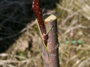 Bessere Früchte für den Baum