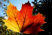 Herbstliche Stärkung