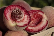 Weinbergpfirsich selbst aus Kernen ziehen