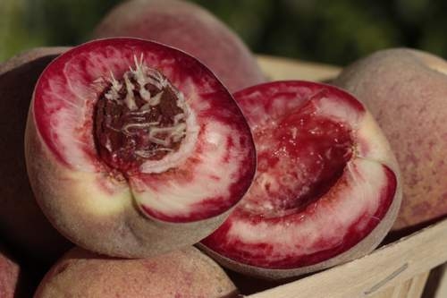 Weinbergpfirsich selbst aus Kernen ziehen