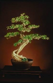 Carmen's Bonsai-Garten