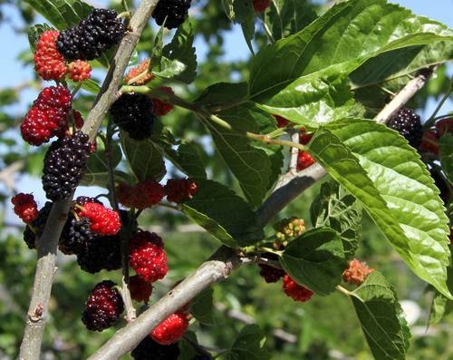 Maulbeeren für alle Lagen