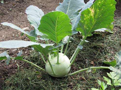 Kohlrabi ernten