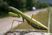 Pflanzen und Tiere des Jahres
