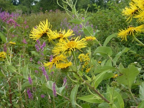 Der Echte Alant (Inula helenium)