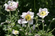 Platz für Herbst-Anemonen