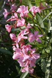 Oleander selbst vermehrt