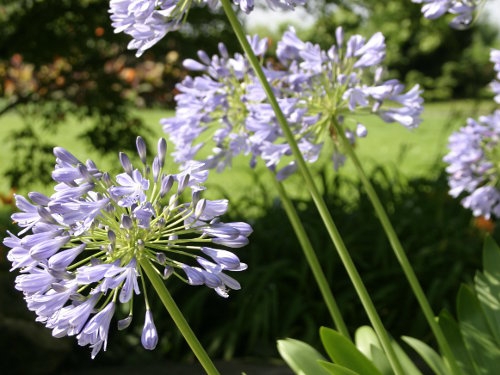 Schmucklilien im Winterquartier