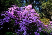 Rhododendron: Blütenstände ausbrechen