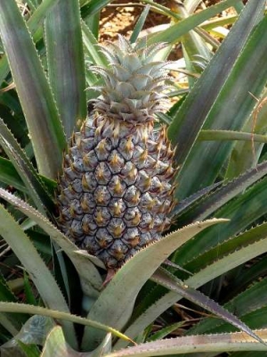 Ananas selbst ziehen