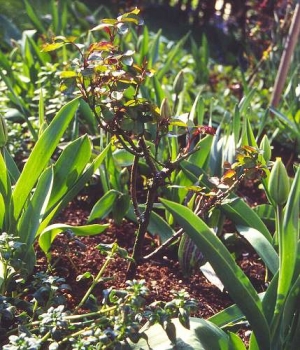 Geduld beim Rosenschnitt