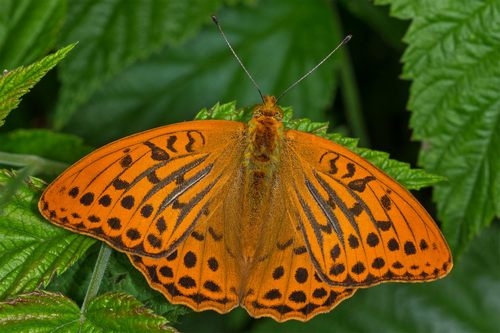 Schmetterling des Jahres 2022: Kaisermantel