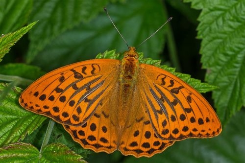 Schmetterling des Jahres 2022: Kaisermantel