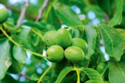 Grüne Nüsse - Schwarze Nüsse