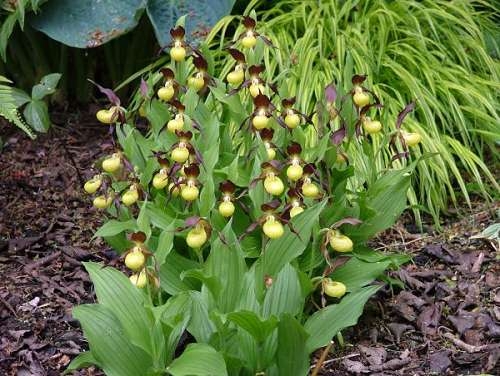 Freilandorchideen im lichten Schatten