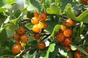 Eine neue Beerenfarbe für den Garten