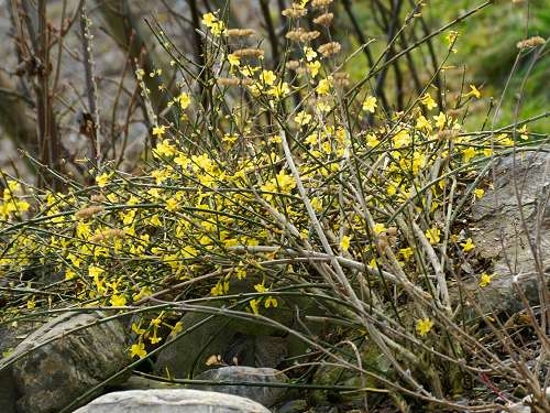 Winterblüten: Jasmin