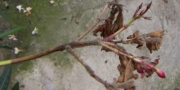Oleander: Erste Hilfe bei Trockenfäule