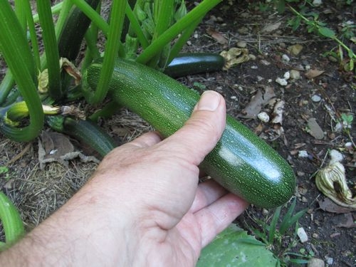 Rekord-Zucchini