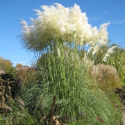 Pampasgras und andere Wintermimosen