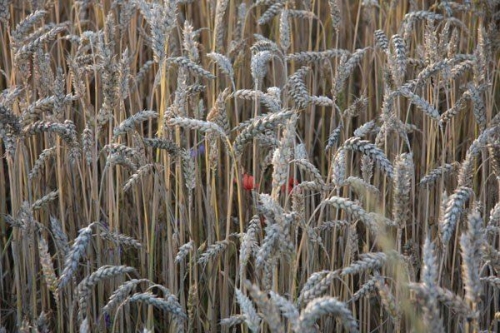 Lughnasadh