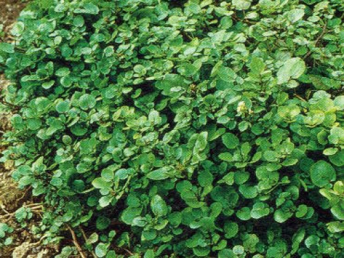 Frühjahrsreinigung mit der Brunnenkresse