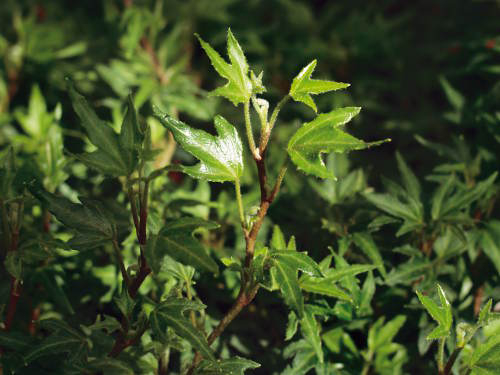 Hedera helix &#039;Anita&#039;