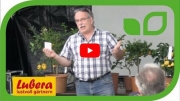 Gartenvideo des Monats - Juni &#039;18