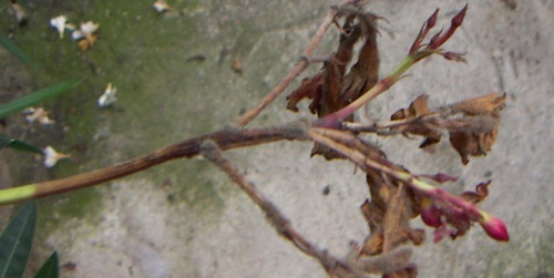 Oleander: Trockenfäule durch Nässe