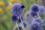 Kugeldistel Echinops