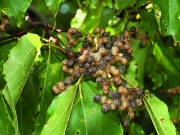 Rosinen vom Baum